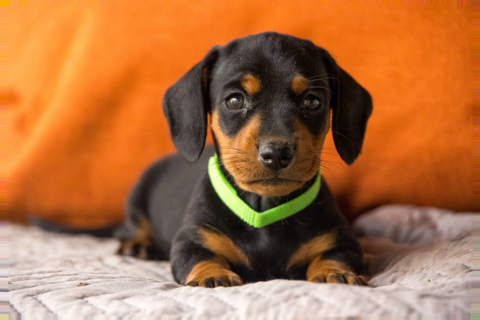 Prachtige teckel pups, Parvo, 8 tot 15 weken, Korthaar, Dwerg