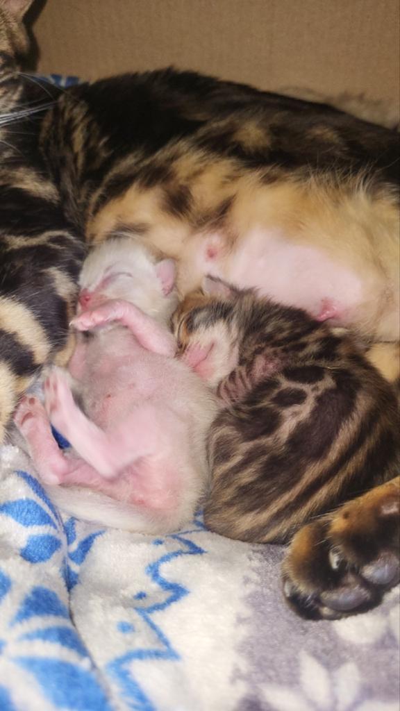 Bengaal kitten, Meerdere dieren