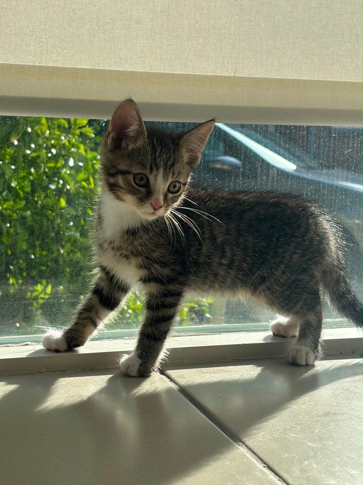 kitten te koop, Kater, Kortharig, 0 tot 2 jaar
