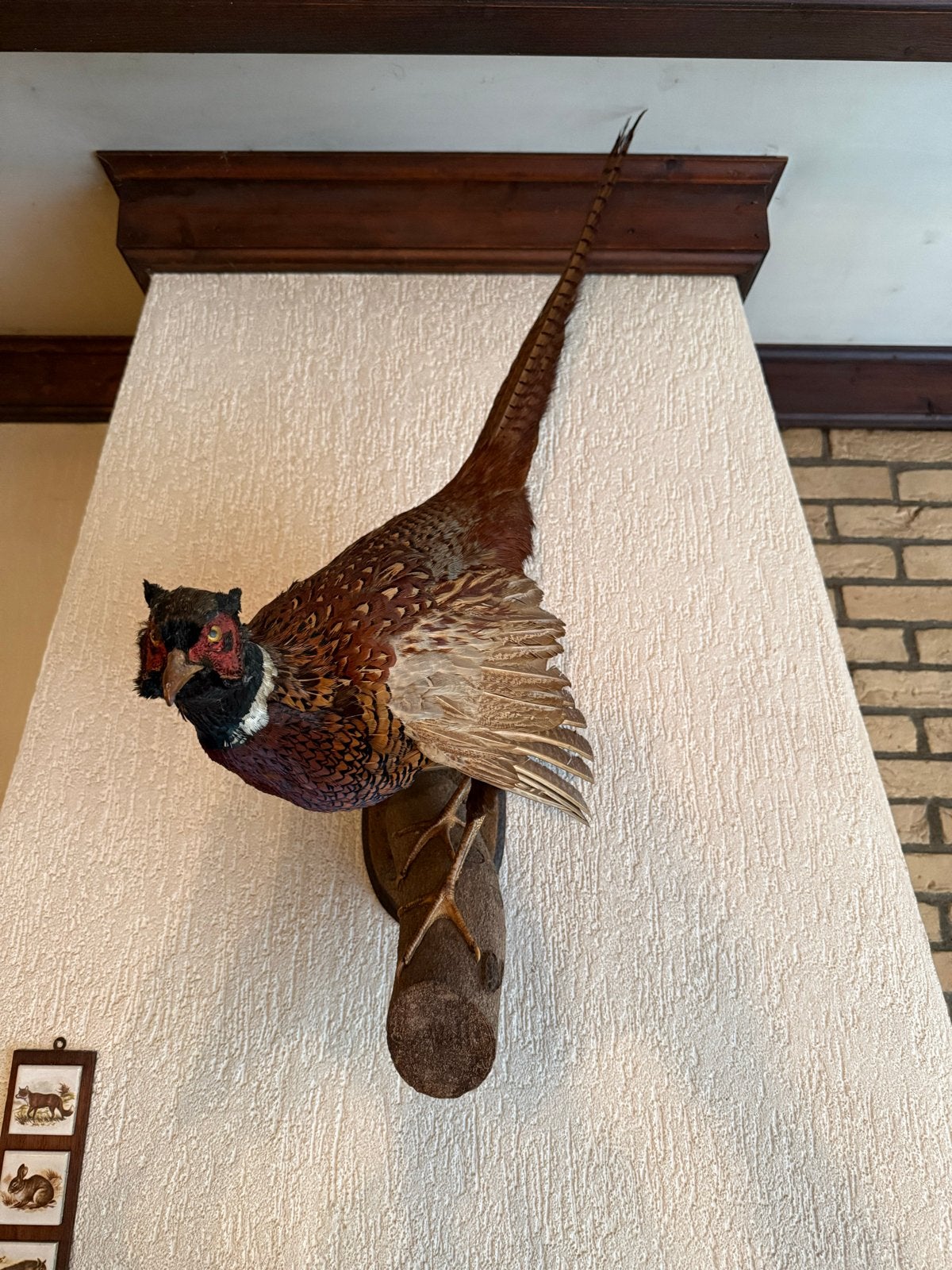 Opgezette Fazant - wandecoratie, Ophalen