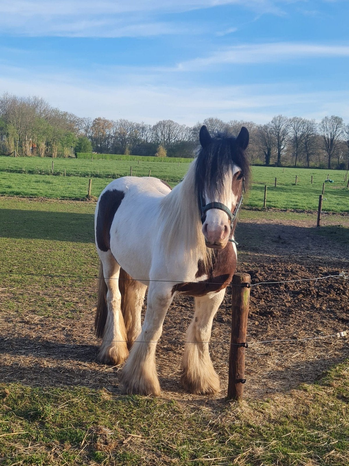 Prachtige Project Tinker Merrie, Dieren en Toebehoren, Paarden, Merrie, Recreatiepaard