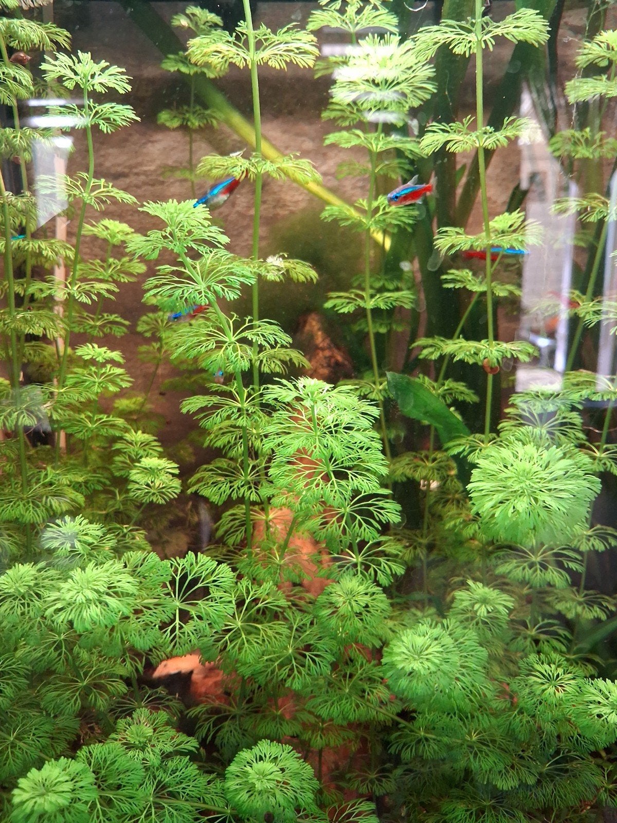 Cabomba aquariumplant, Ophalen of Verzenden, Plant(en), Steen of Hout