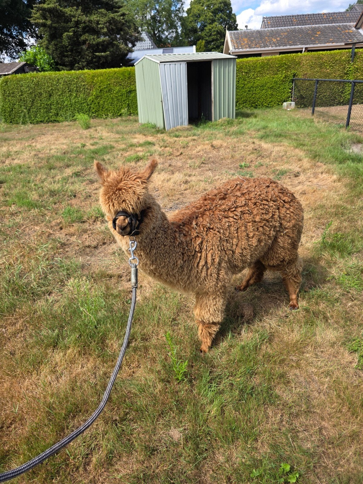 prachtige alpaca merrie, Mei, Meerdere dieren