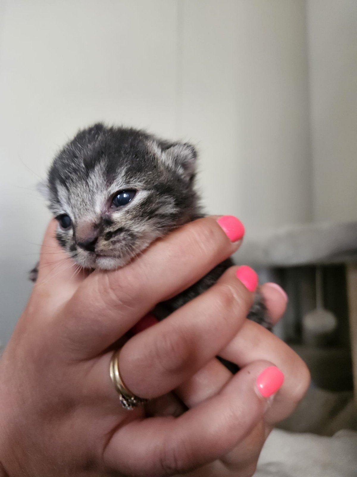 knappe kittens., Meerdere dieren, Kortharig
