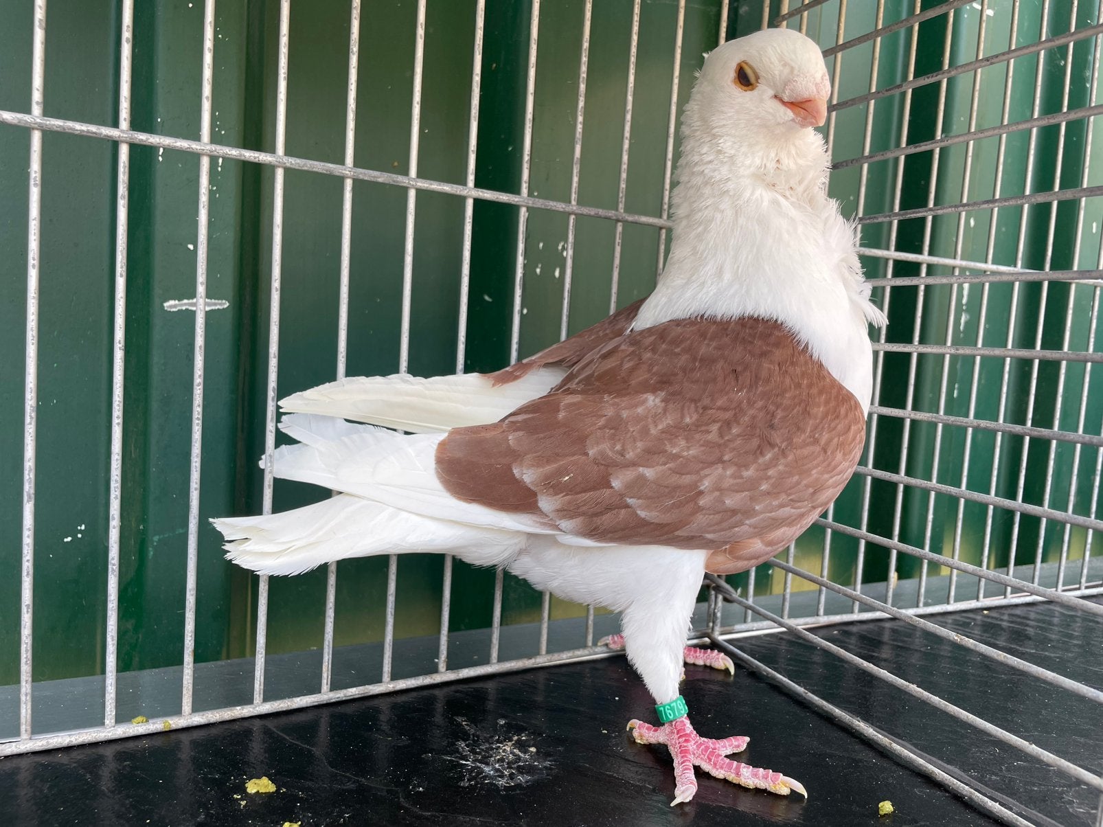 Oud Hollandse Meeuw, Dieren en Toebehoren, Vogels | Duiven, Mannelijk, Overige soorten