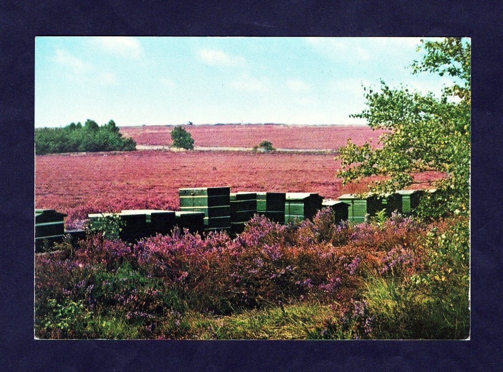 Bijen Bijenkorf Bijenkasten Honing Heidehoning Dopheide., Ophalen of Verzenden, 1980 tot heden, Ongelopen, Overige soorten