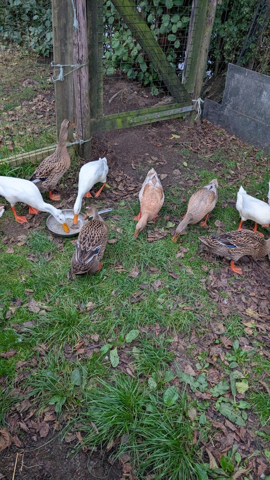 Tamme loopeend vrouwtjes, Dieren en Toebehoren, Vrouwelijk, Eend