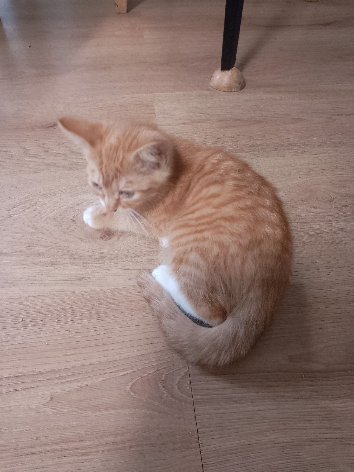 Rode Kitten Poes, Dieren en Toebehoren, Poes, Kortharig, 0 tot 2 jaar