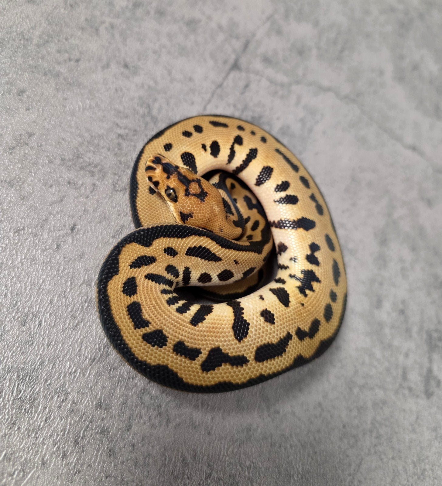 Batman️♀️ Ball Python photo 2