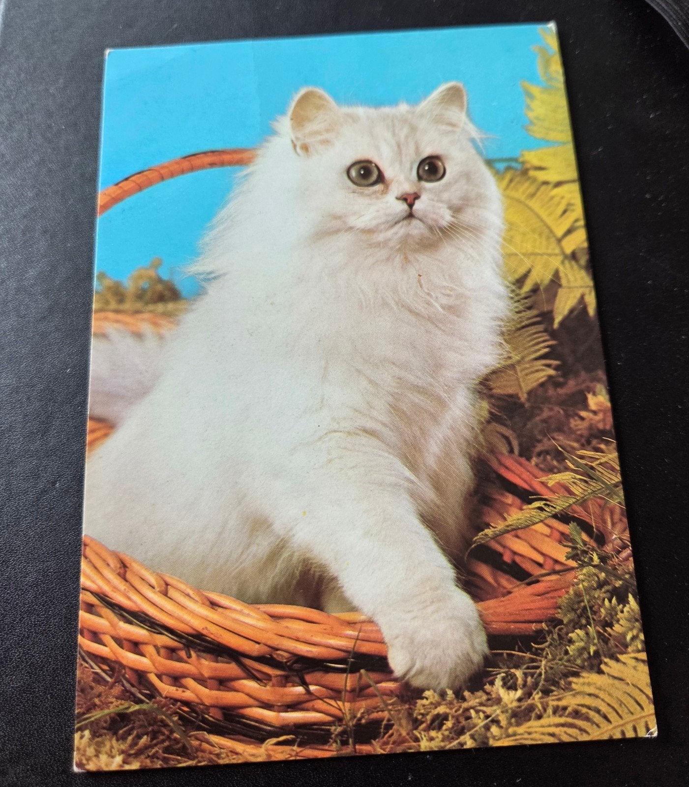 Witte Kat in Mand, Verzenden, 1980 tot heden, Gelopen, Hond of Kat