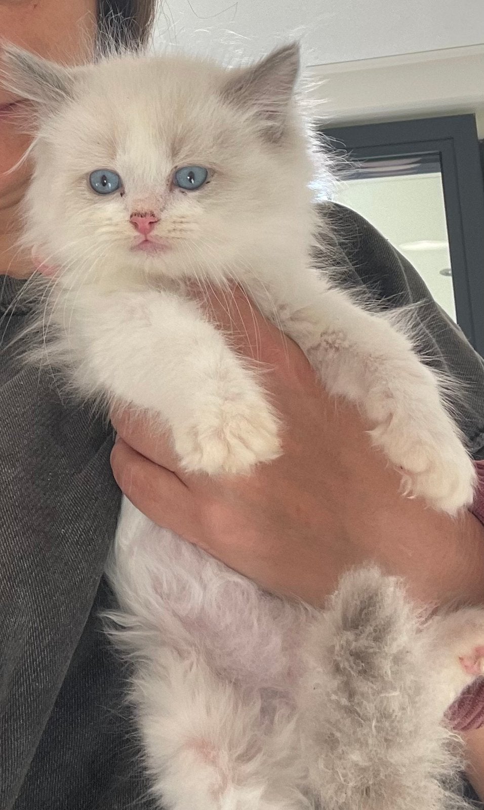Ragdol kittens, Meerdere dieren, Gechipt