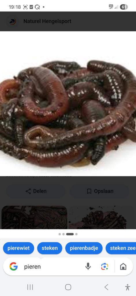 Te koop  zeeaas zagers en pieren  bellen  niet mailen, Ophalen of Verzenden, Nieuw, Overige typen