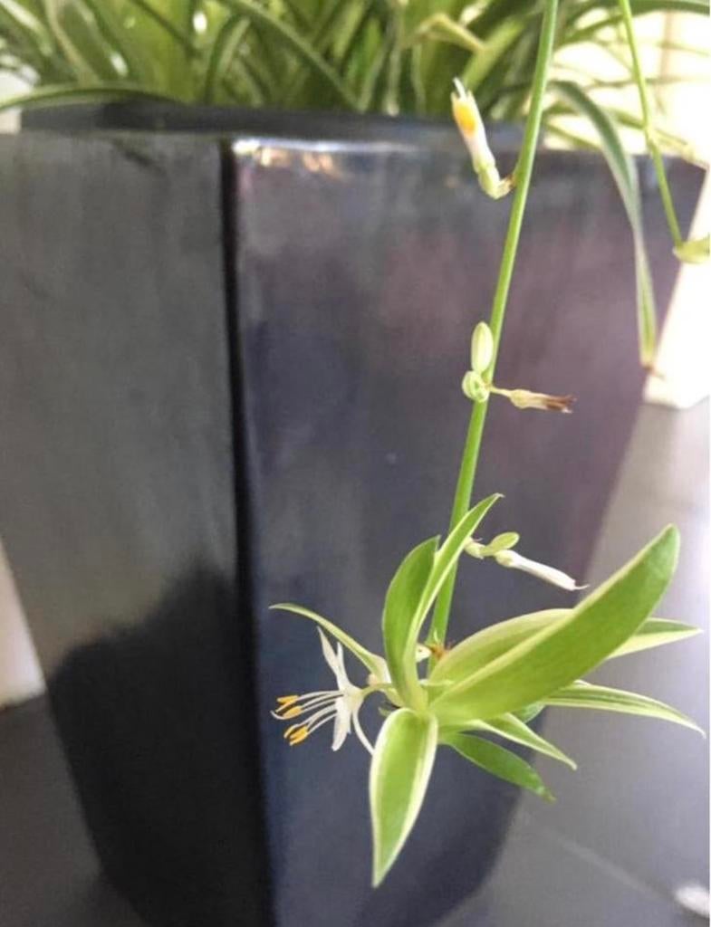 Biologische Graslelie snelgroeiende kamerplanten stekjes, Overige soorten, In pot, Minder dan 100 cm, Bloeiende kamerplant
