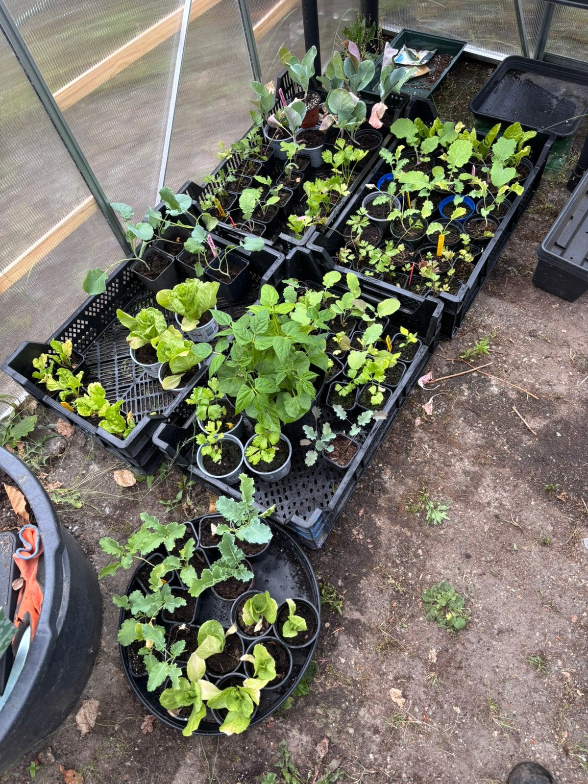 Bio groenten planten en meer !, Ophalen, Eenjarig, Groenteplanten, Volle zon