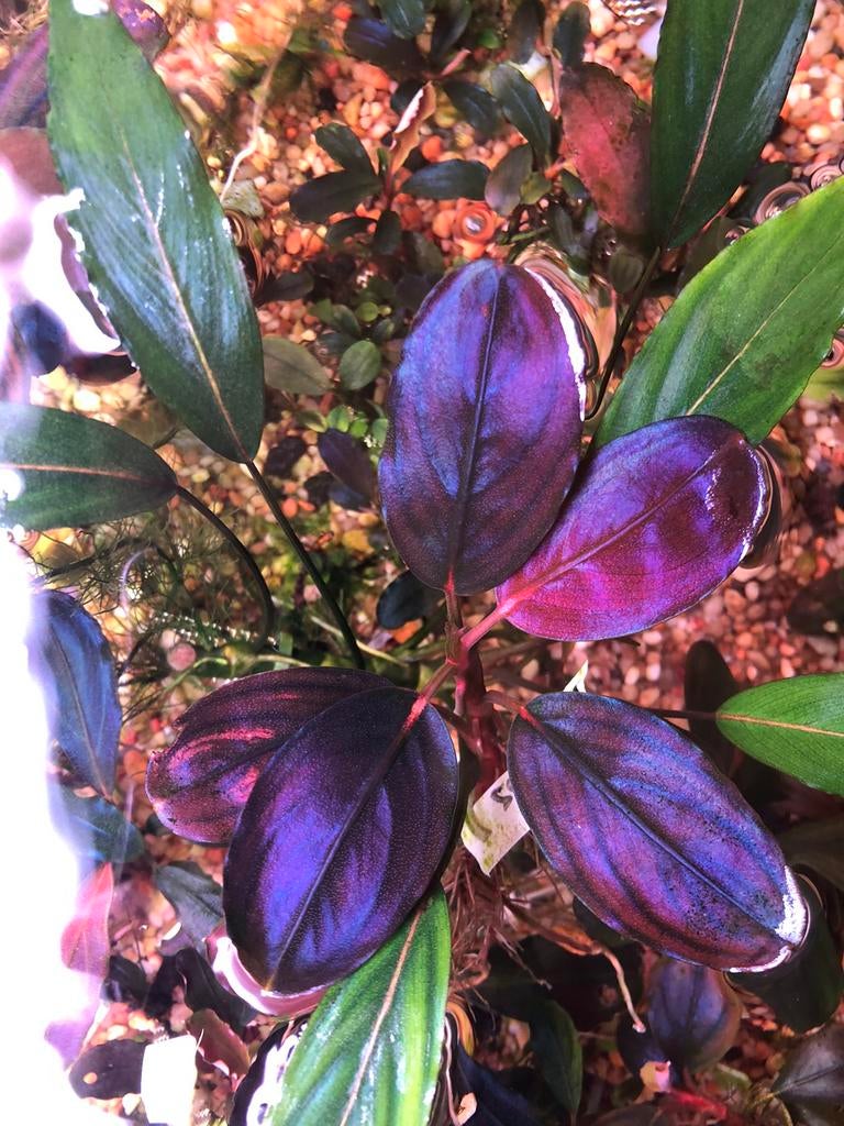 Bucephalandra Violet Blossom, Dieren en Toebehoren, Vissen | Aquaria en Toebehoren, Ophalen of Verzenden