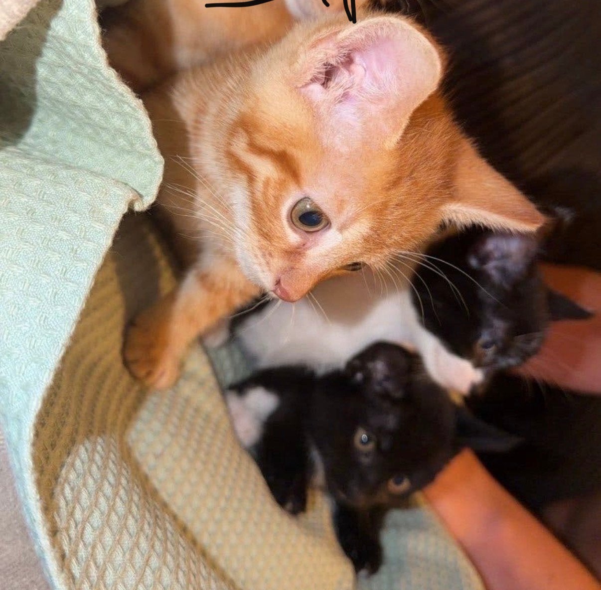 kittens, Meerdere dieren