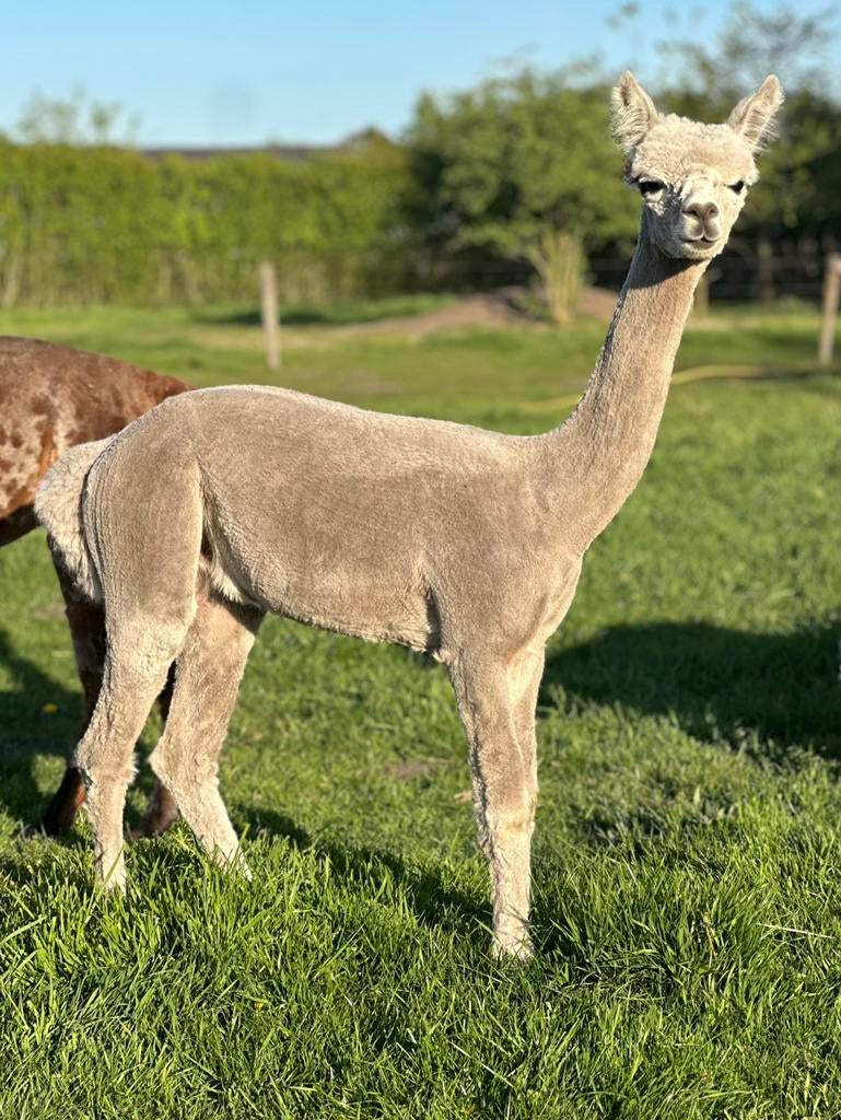 Witte hengst met bruin vlekje 7 mnd, April, Mannelijk