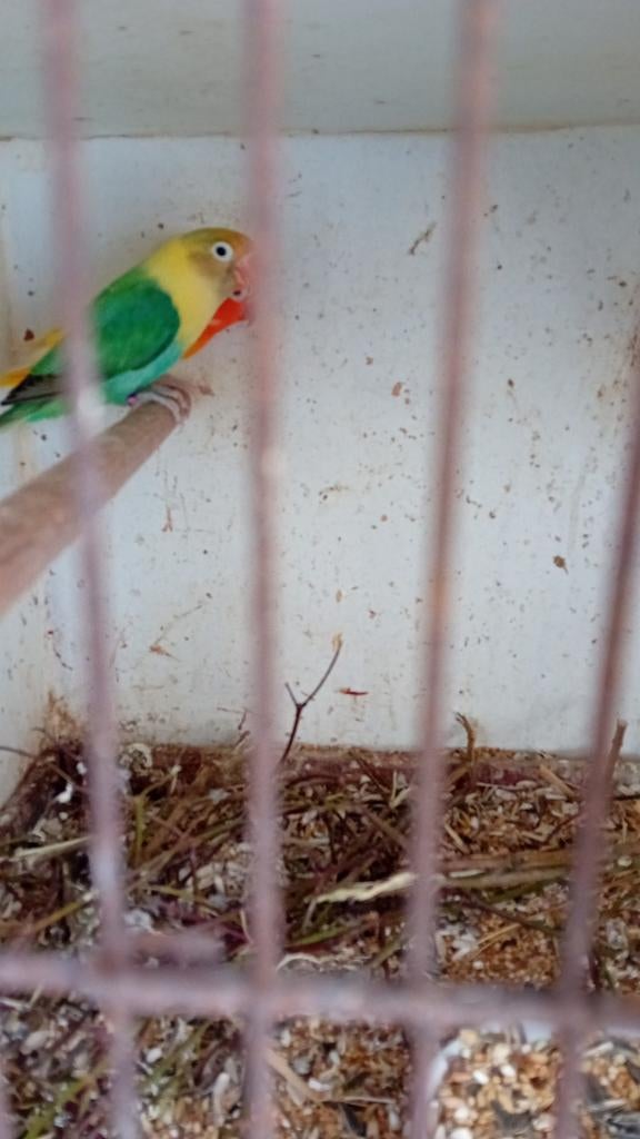 Fischerie lutino te koop, Meerdere dieren, Dwergpapegaai of Agapornis