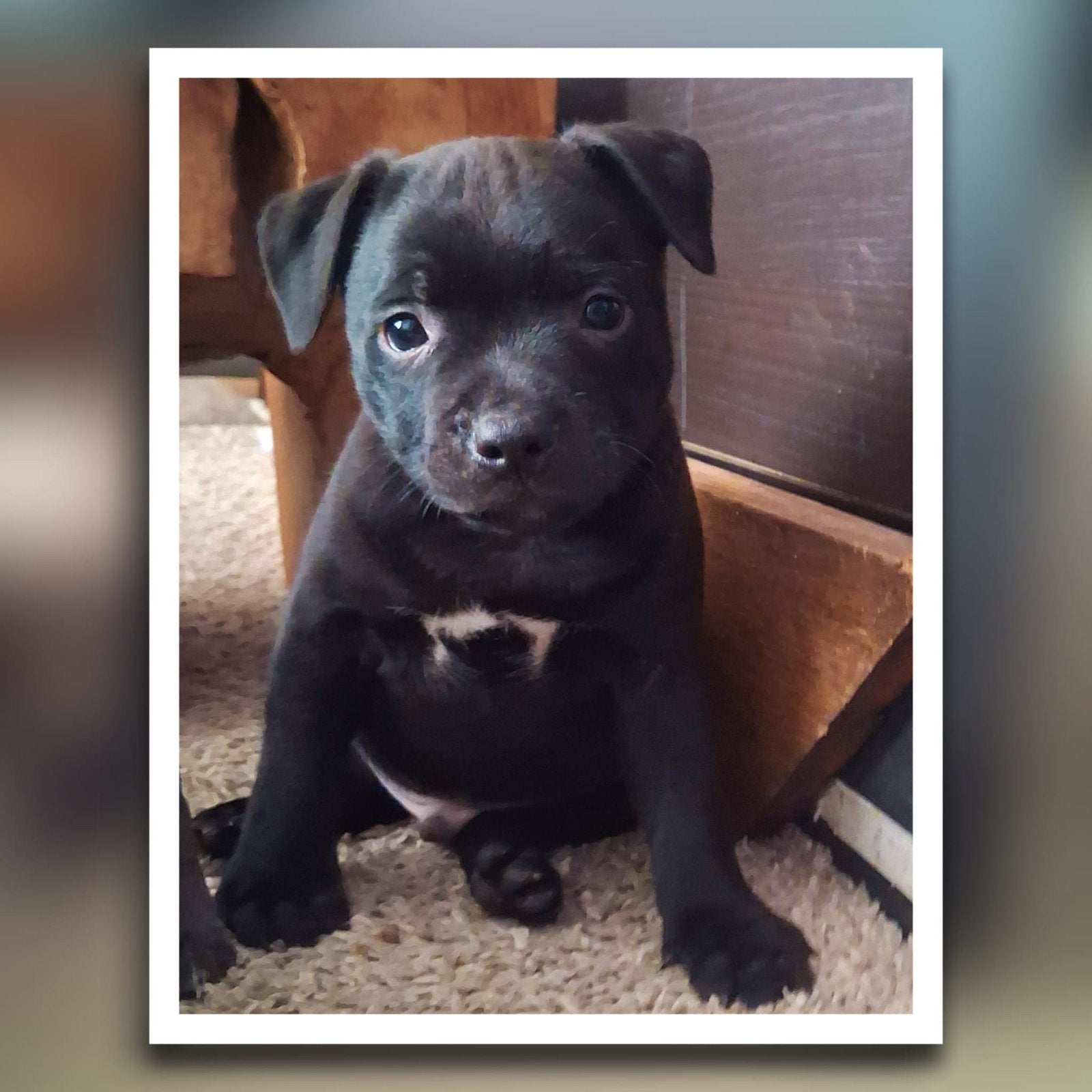 Engelse staffords pups, zwart en blauw met FCI stamboom, Reu, 8 tot 15 weken, Meerdere, Parvo