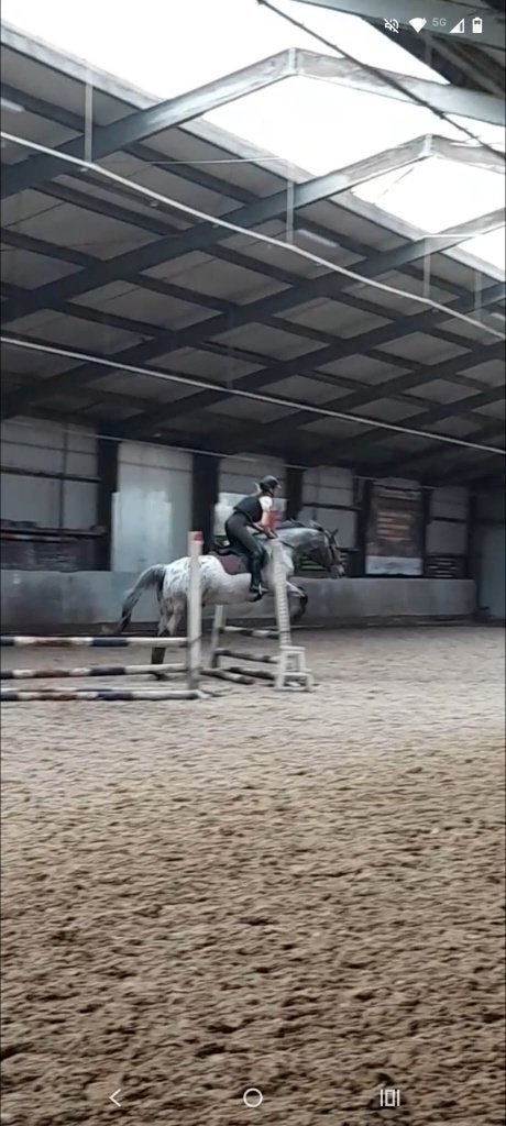 bijrijder/verzorger aan geboden, Dieren en Toebehoren