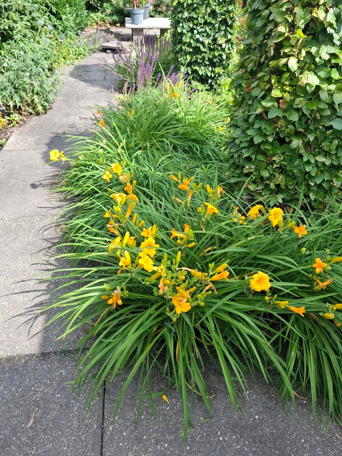Gele Daglelie (Hemerocallis) - Vaste plant, Overige soorten, Volle zon, Vaste plant, Ophalen of Verzenden