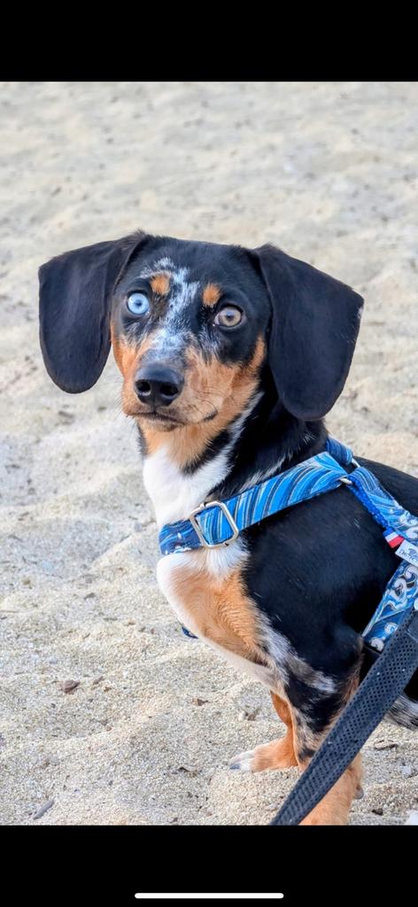 Doxiepoo : teckel x toy poedel, België, Standaard, Particulier, 1 tot 2 jaar
