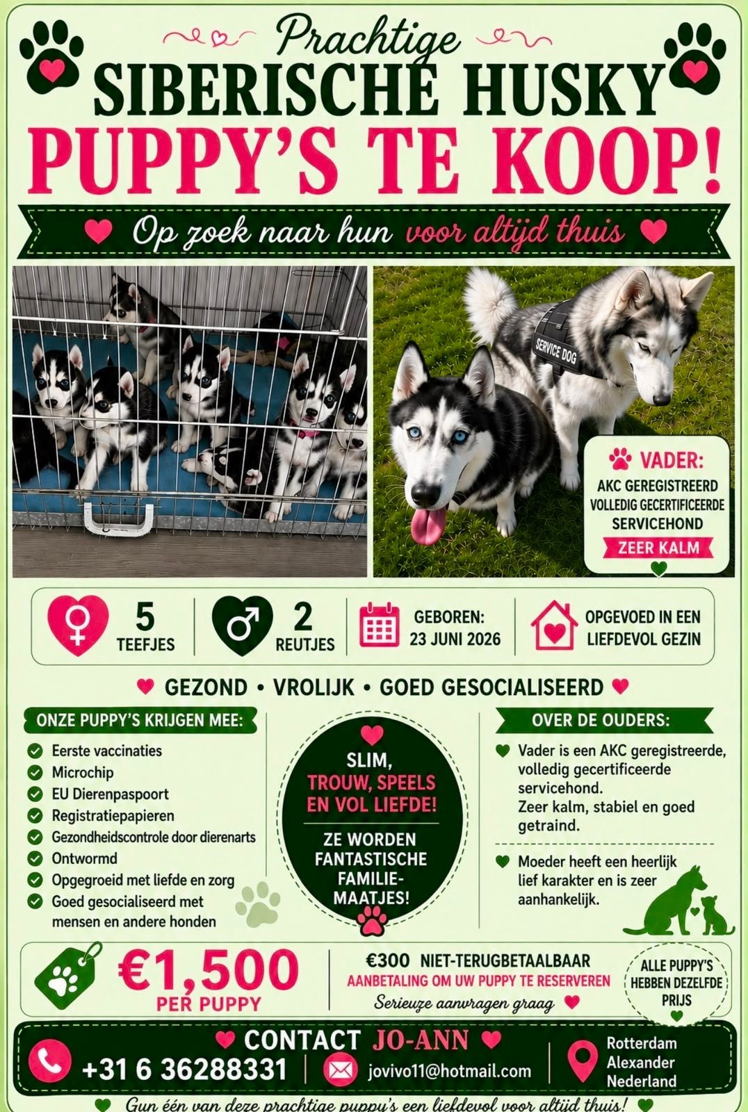 Siberian husky Puppies for sale, Dieren en Toebehoren, Parvo, 8 tot 15 weken, Poolhond, Meerdere