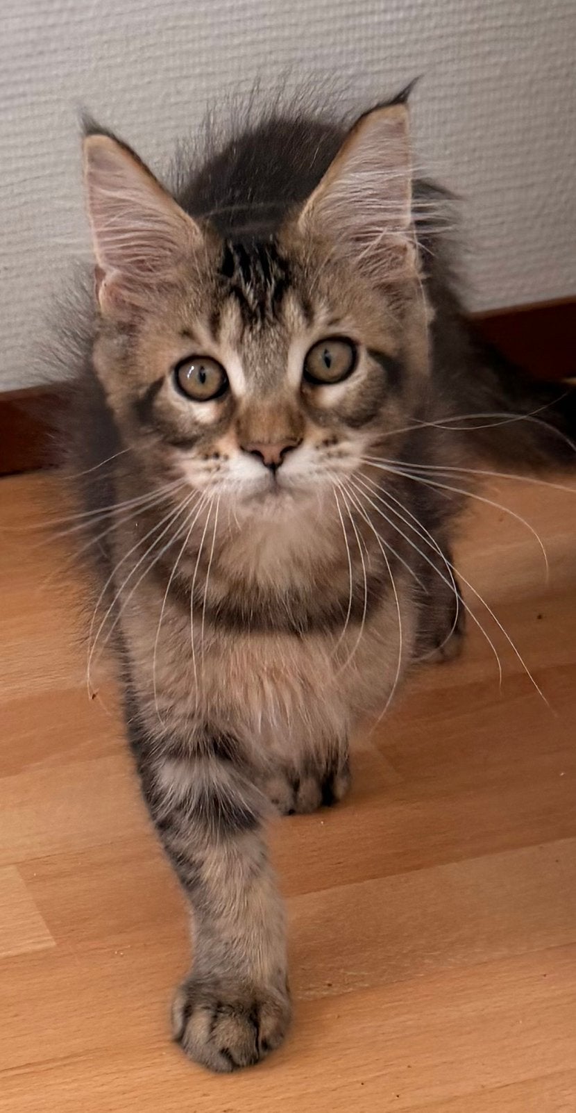 Zeer mooi Maine Coon katertje in prachtige kleur m stamboom, Kater, Met stamboom, 0 tot 2 jaar