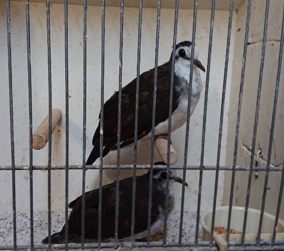 koppel tamboerijnduif, Meerdere dieren