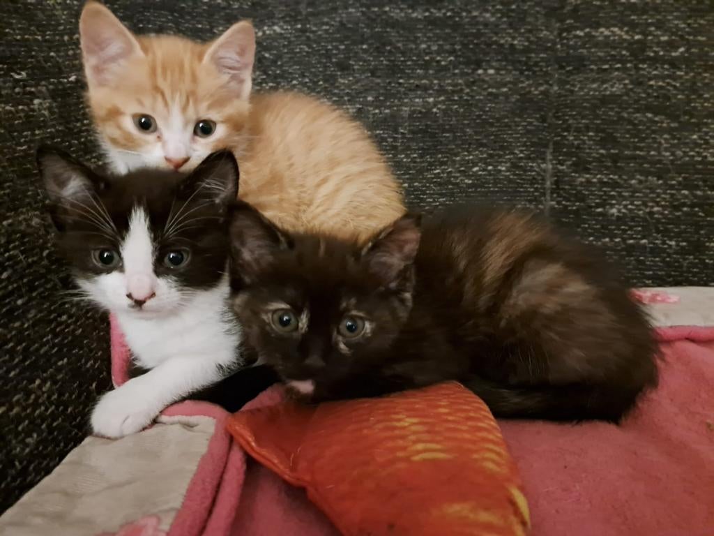 3 mooie gezonde kittens, Meerdere dieren, Kortharig, 0 tot 2 jaar