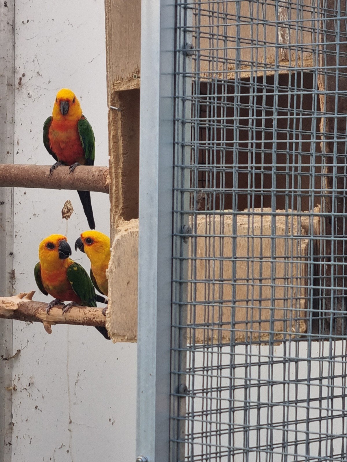 jendaya koppel van 2012, Meerdere dieren, Parkiet