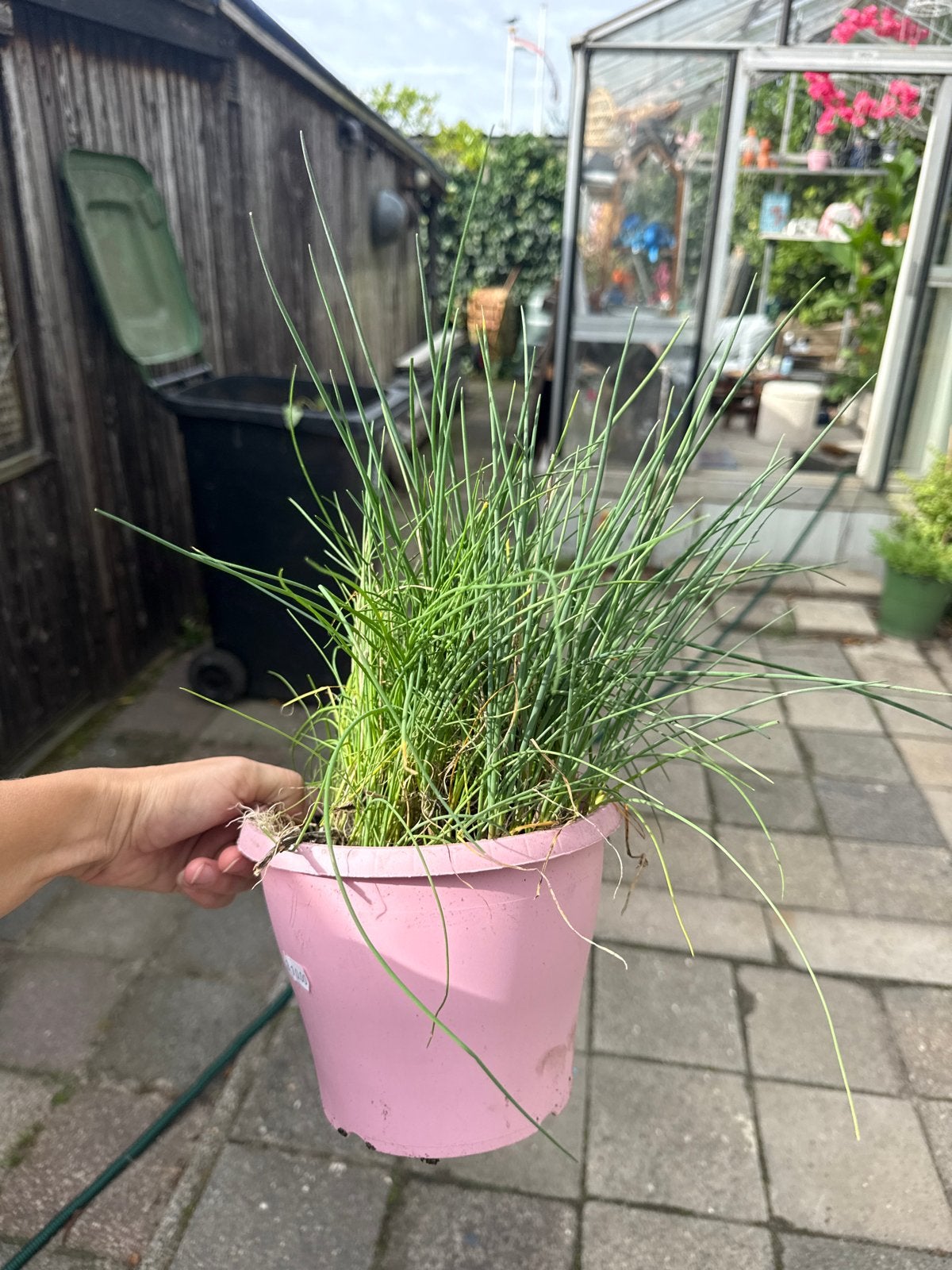 Bieslook plant - Gratis/ruilen, Ophalen, Volle zon, Vaste plant, Kruiden
