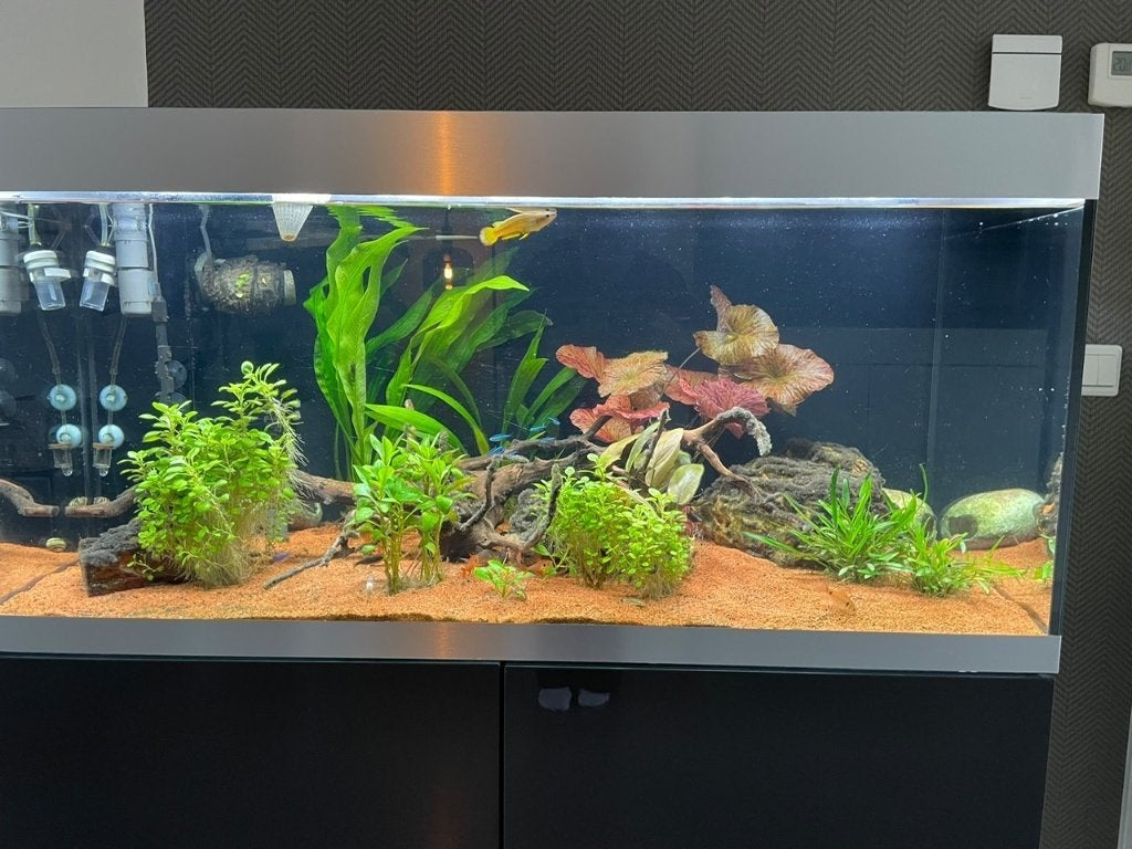 Oase HighLine 300 compleet – BioMaster², JBL CO₂/pH + Led, Dieren en Toebehoren, Ophalen, Inclusief controller, Zo goed als nieuw