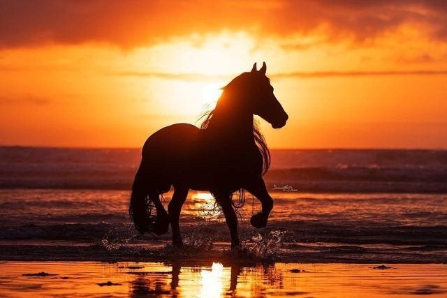 Ervaren en betrouwbare paarden- en dierenoppas aan huis, Verzenden, Nieuw