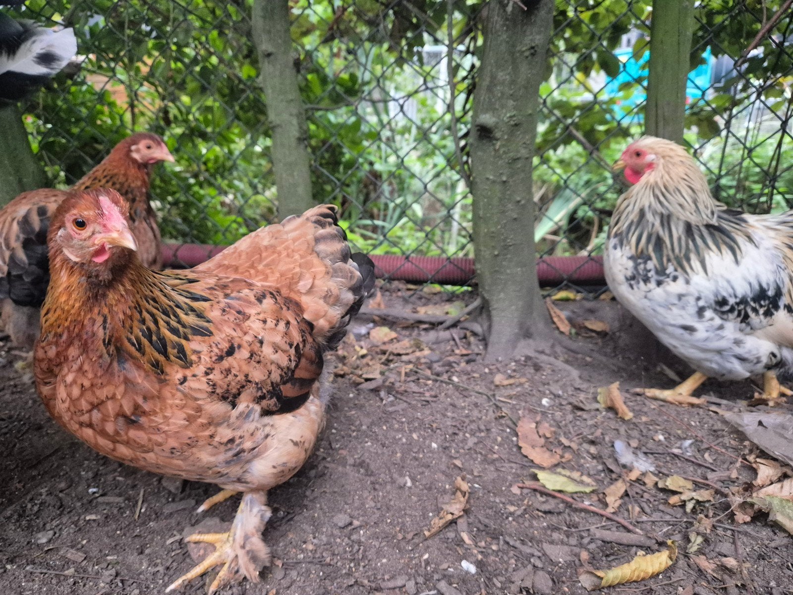 kriel kippen en haan, Meerdere dieren, Kip