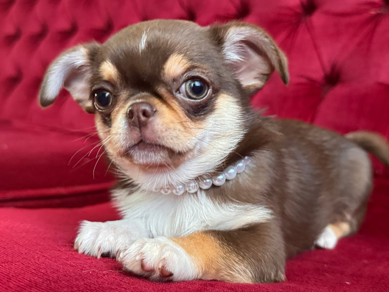 Prachtige rasechte Chihuahua pup  еn mini teefje 2 jaar, Parvo, 8 tot 15 weken, Meerdere, Meerdere dieren