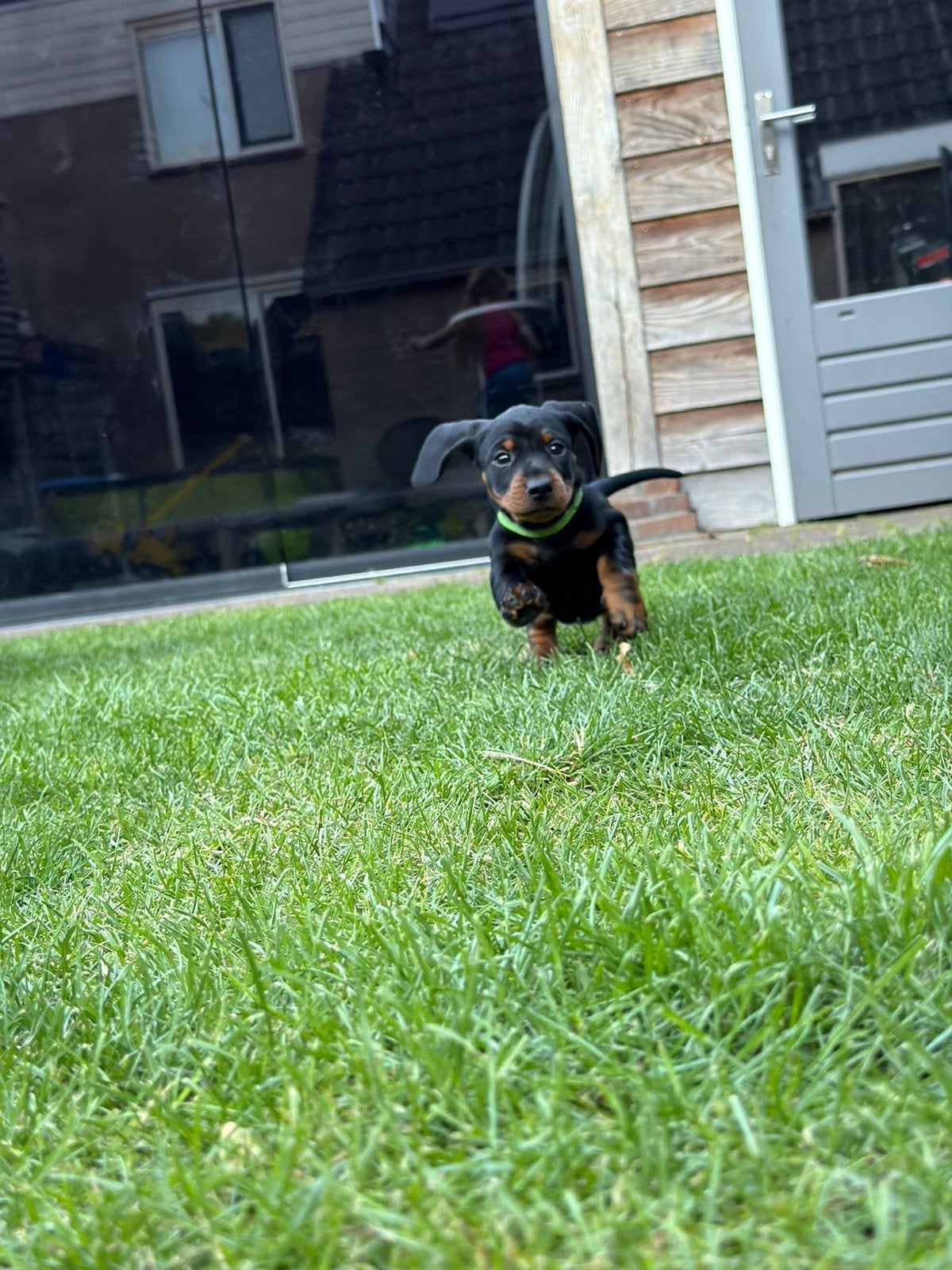 Twee pachtige Teckel - tekkel - tackel pups black/tan &bruin, Standaard, 8 tot 15 weken, Korthaar, Teef