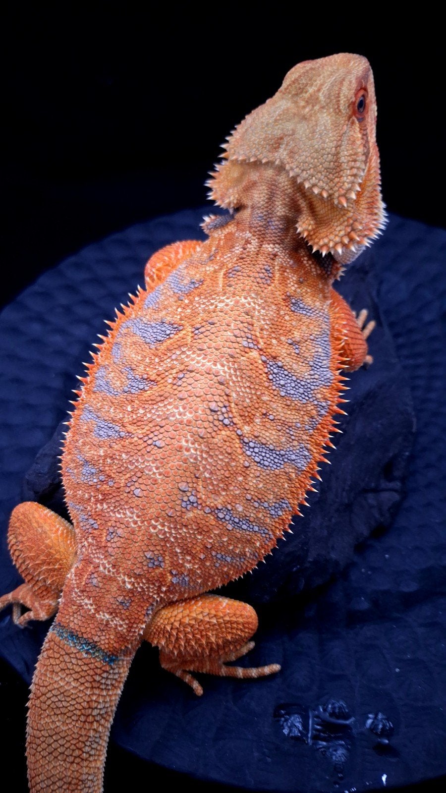 50% Red Monster Blue Tiger het. Hypo/Witblits Man Baardagaam Bearded Dragon photo 2