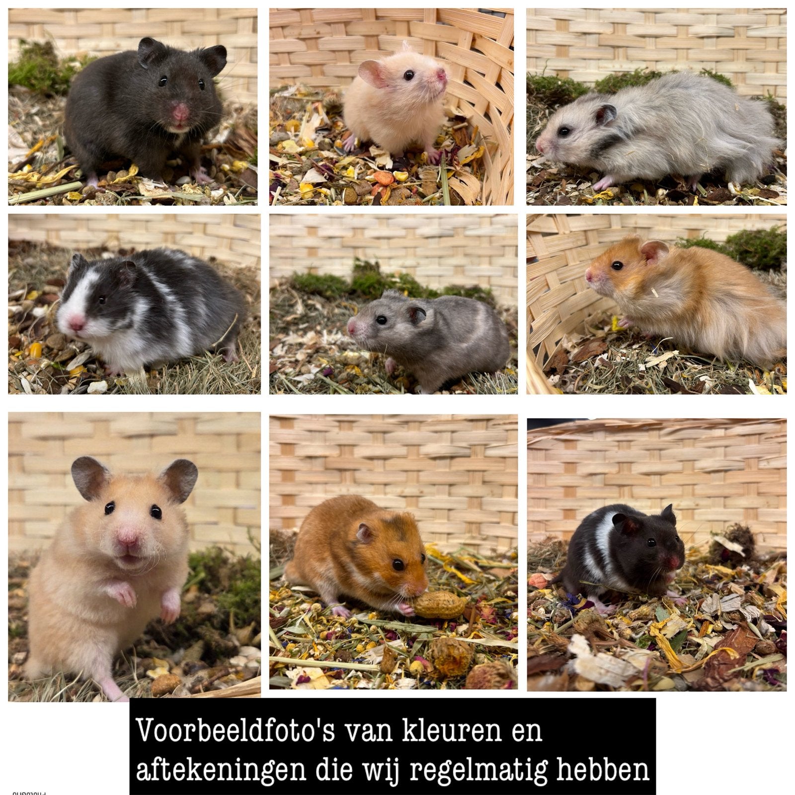 JONGE TAMME LIEVE GOUDHAMSTERS (RECHTREEKS VAN DE FOKKER), Dieren en Toebehoren, Hamster, Augustus, Meerdere dieren, Tam
