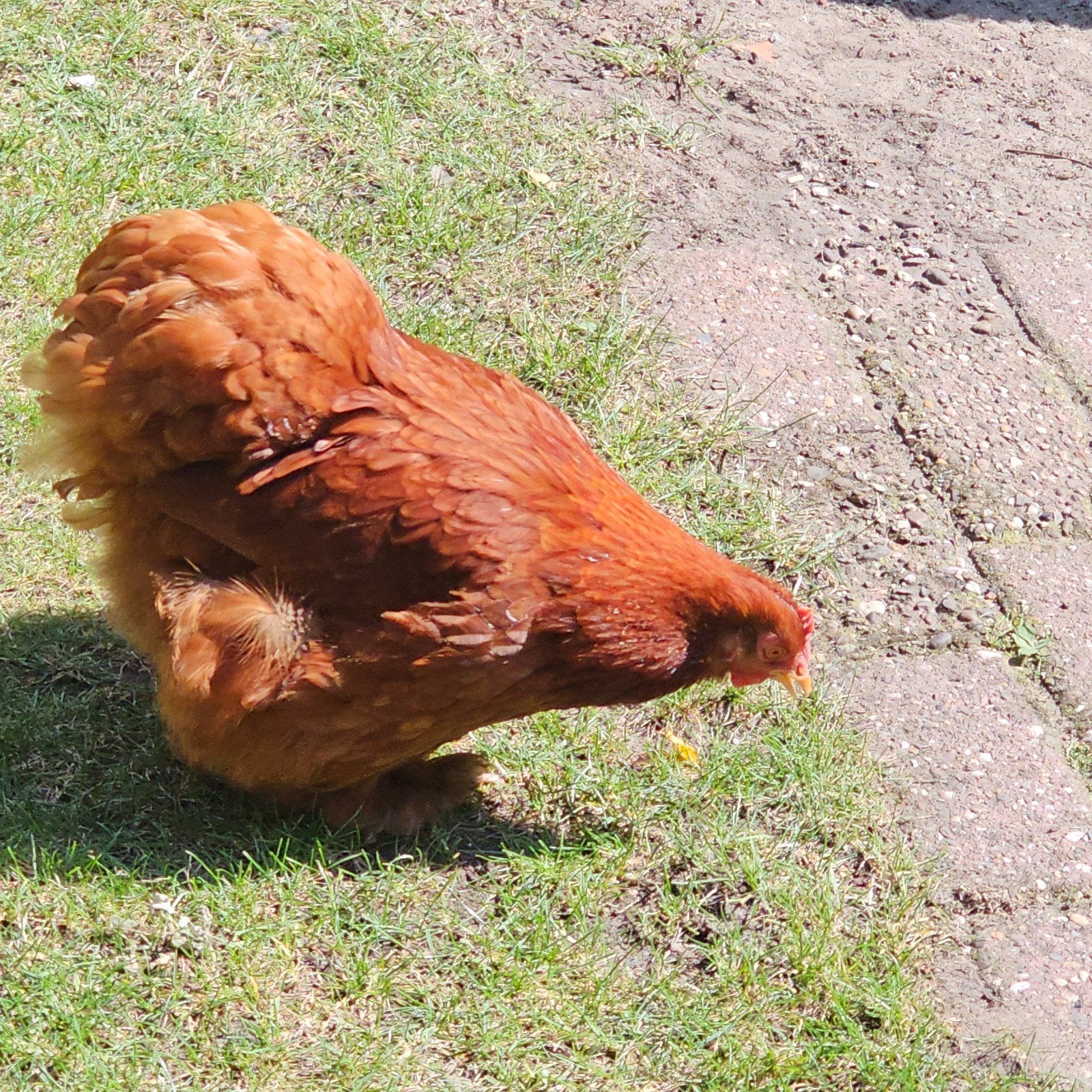 lief en veilig huisje gezocht voor onze 3 hennen ️, Vrouwelijk, Kip