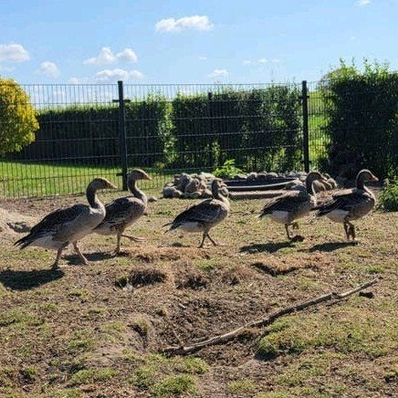 4 grauwe ganzen – 1 gent, 3 vrouwtjes april 2026, Meerdere dieren, Gans of Zwaan