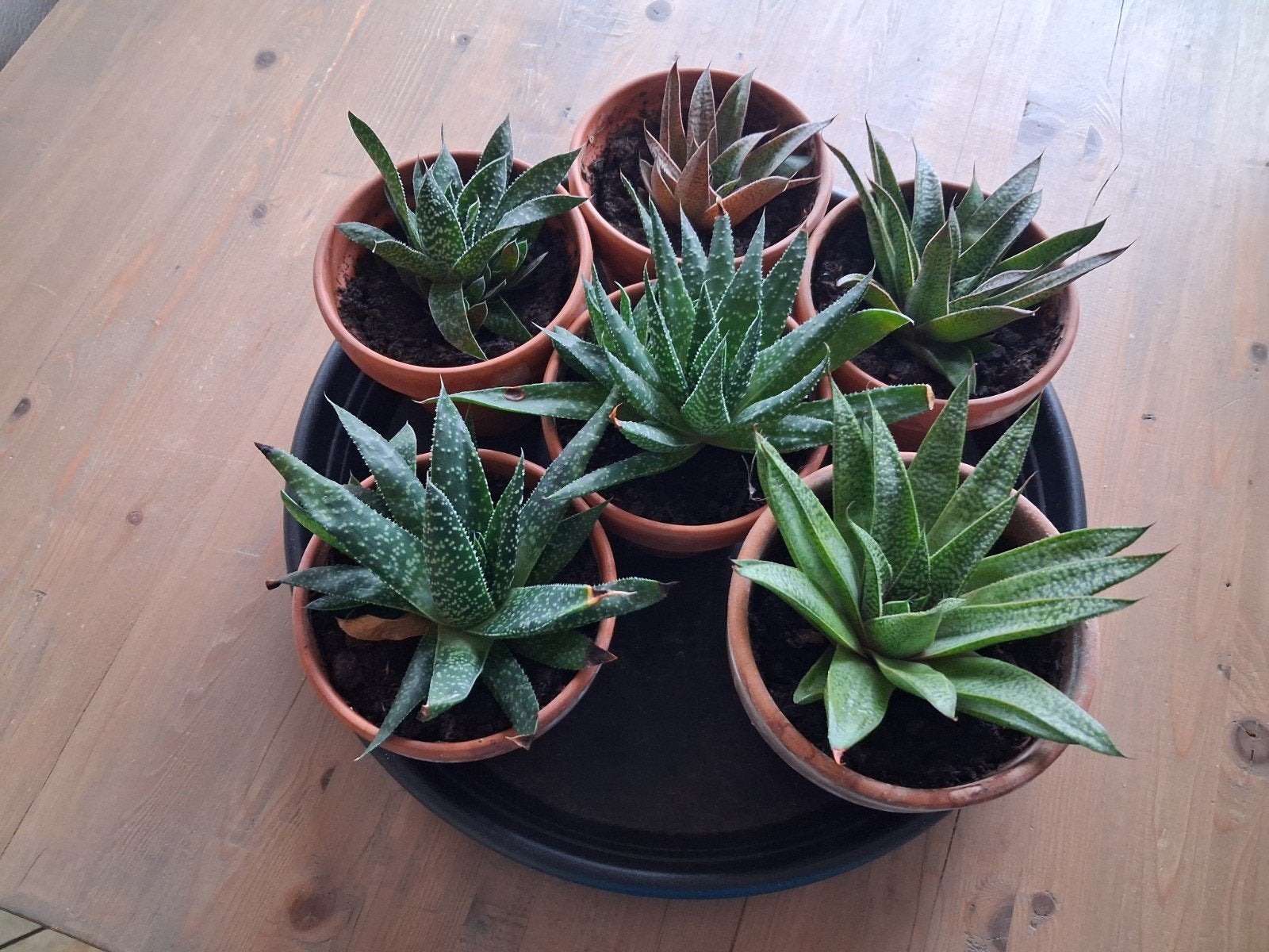 6  vetplanten in terracotta potjes, Ophalen