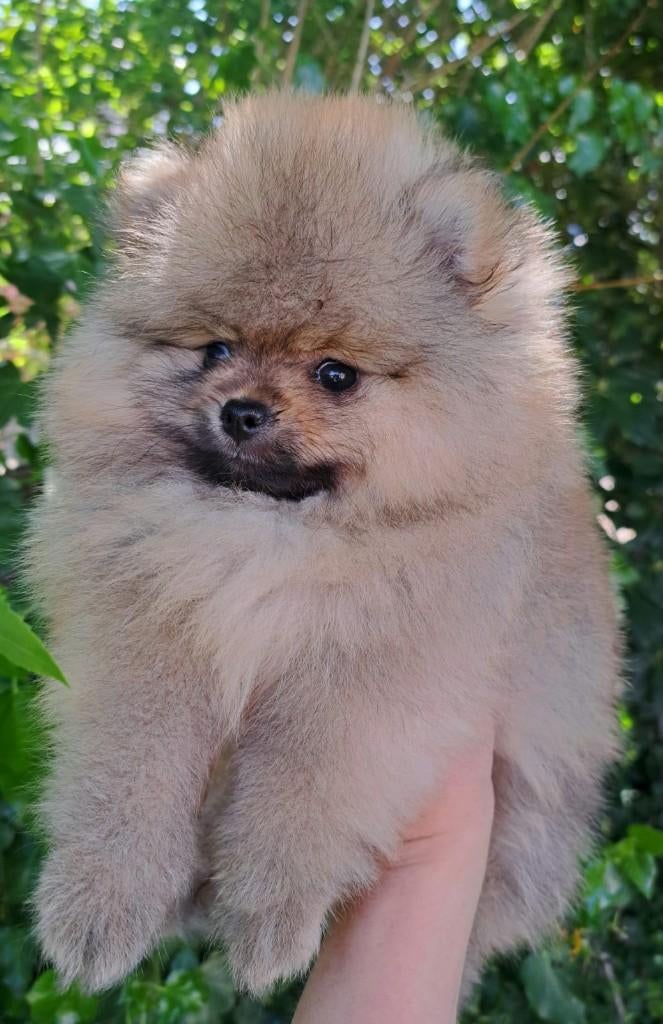 Pomeranian Spitz pups, Dieren en Toebehoren, HCC (leverziekte), 8 tot 15 weken, Buitenland, Meerdere