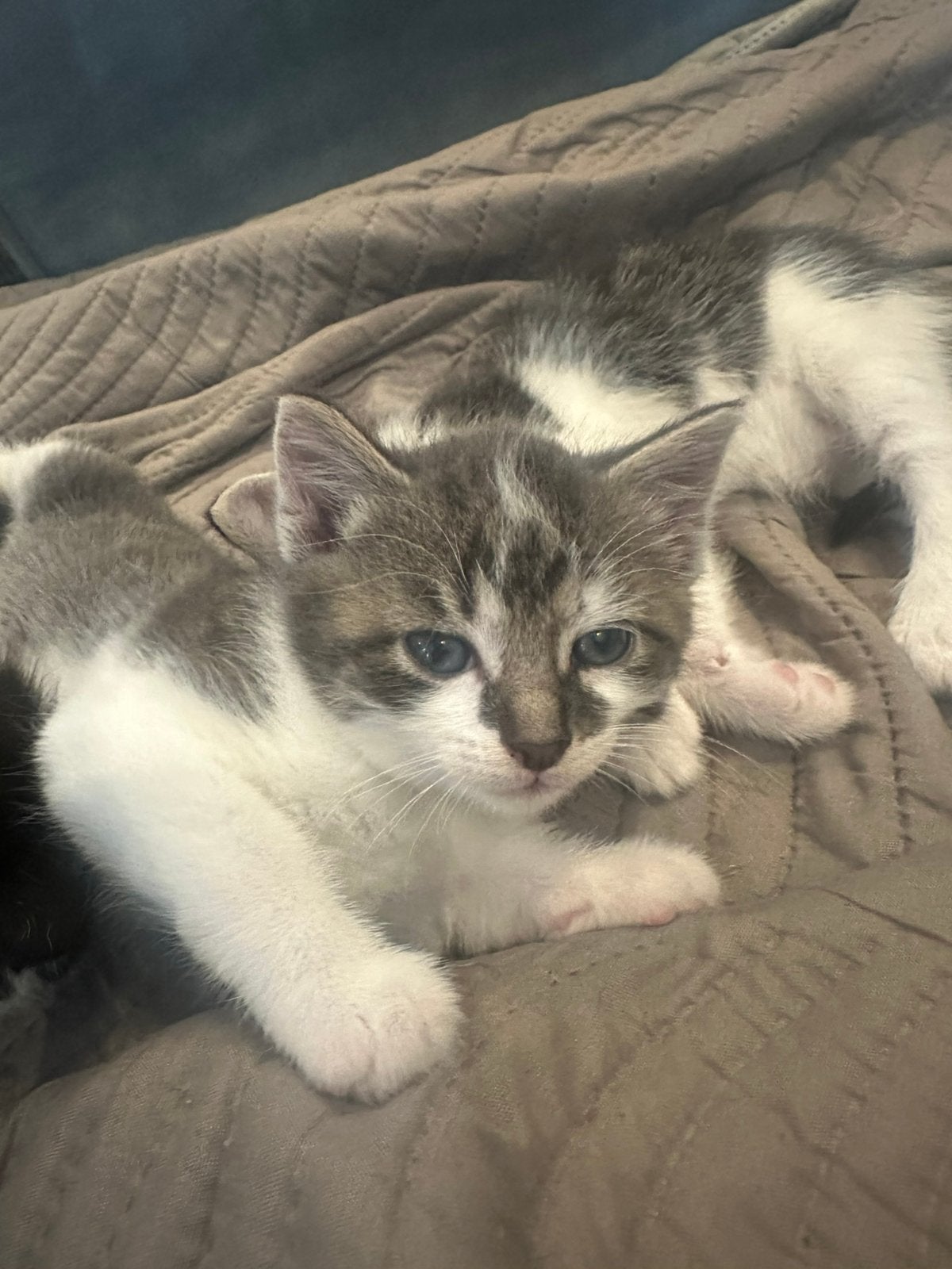 Kittens, Meerdere dieren