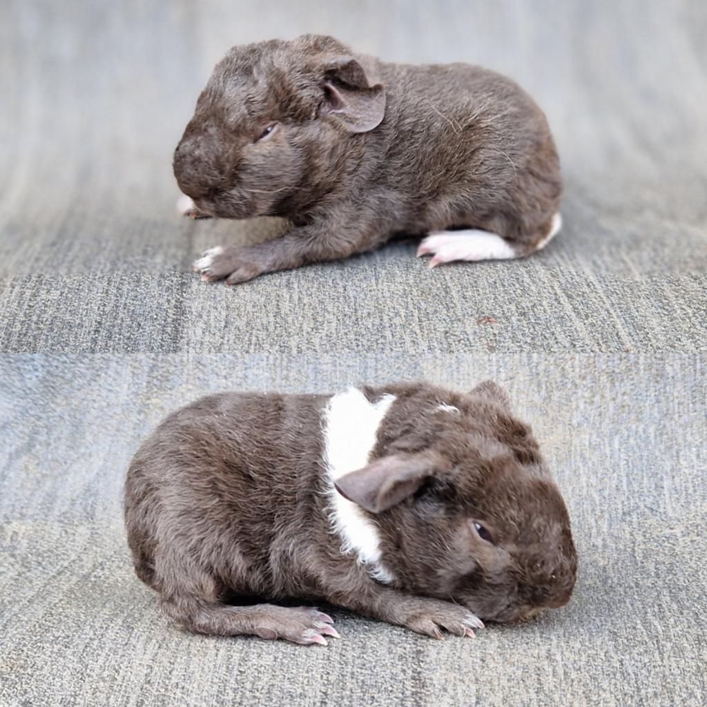 Cavia beertjes, April, Mannelijk, Cavia
