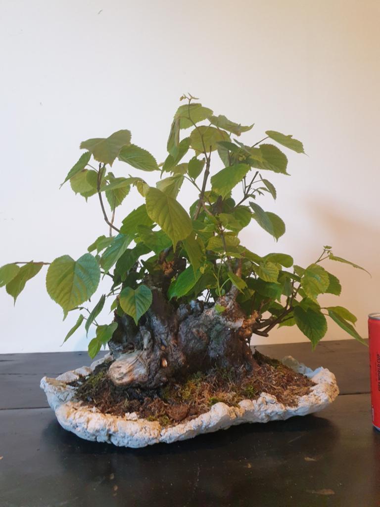 Bonsai slab schaal van beton, Ophalen of Verzenden, Nieuw, Minder dan 30 cm