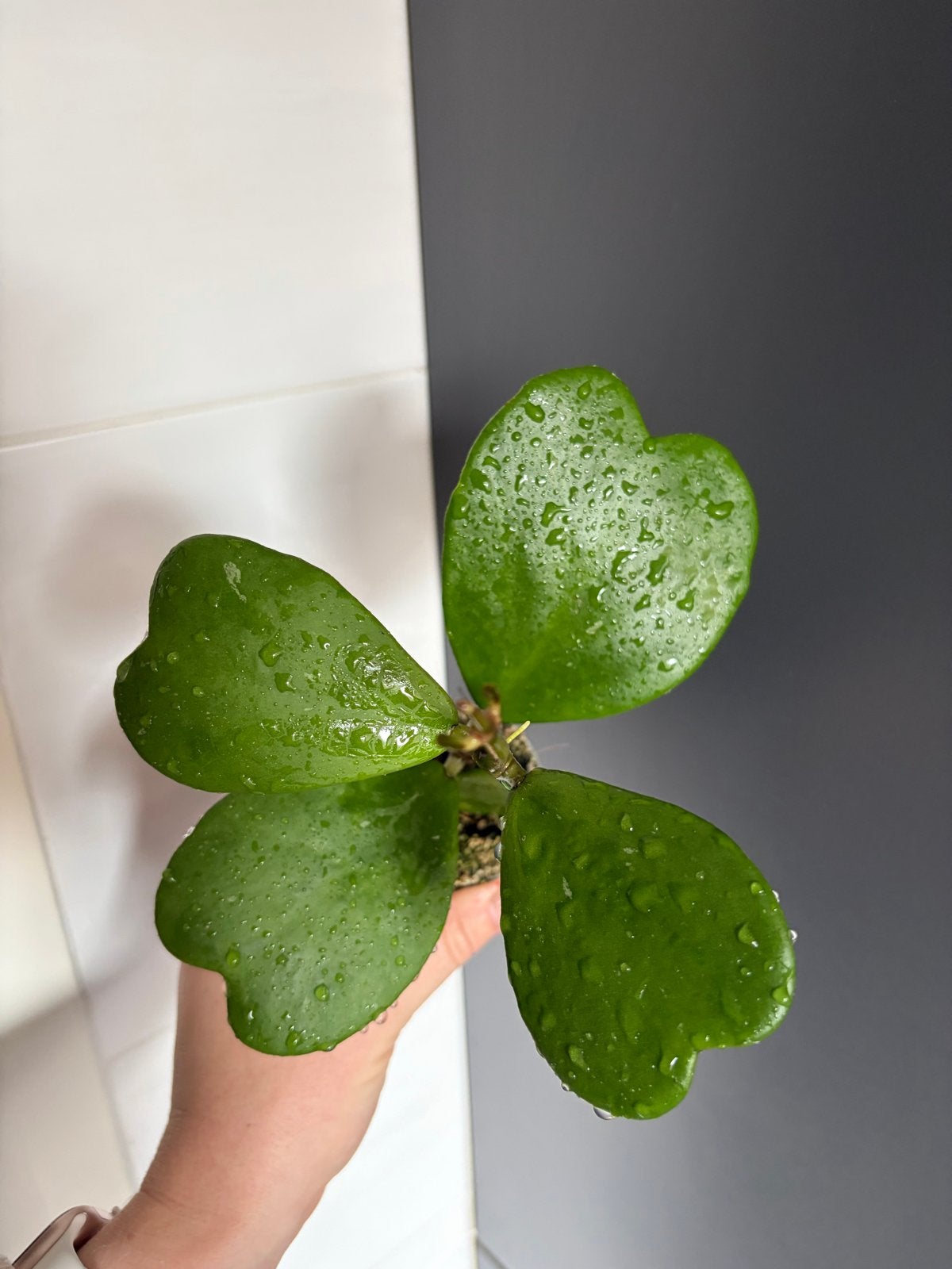 Hoya Kerrii - Hartjesplant met 5 bladeren, Huis en Inrichting, Ophalen of Verzenden, Halfschaduw, Minder dan 100 cm