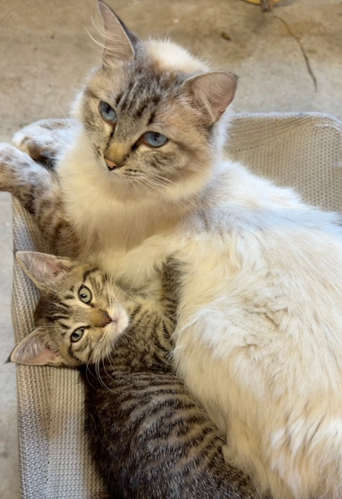 Kittens ragdoll kruising 10 weken oud, Meerdere dieren, Ontwormd, 0 tot 2 jaar