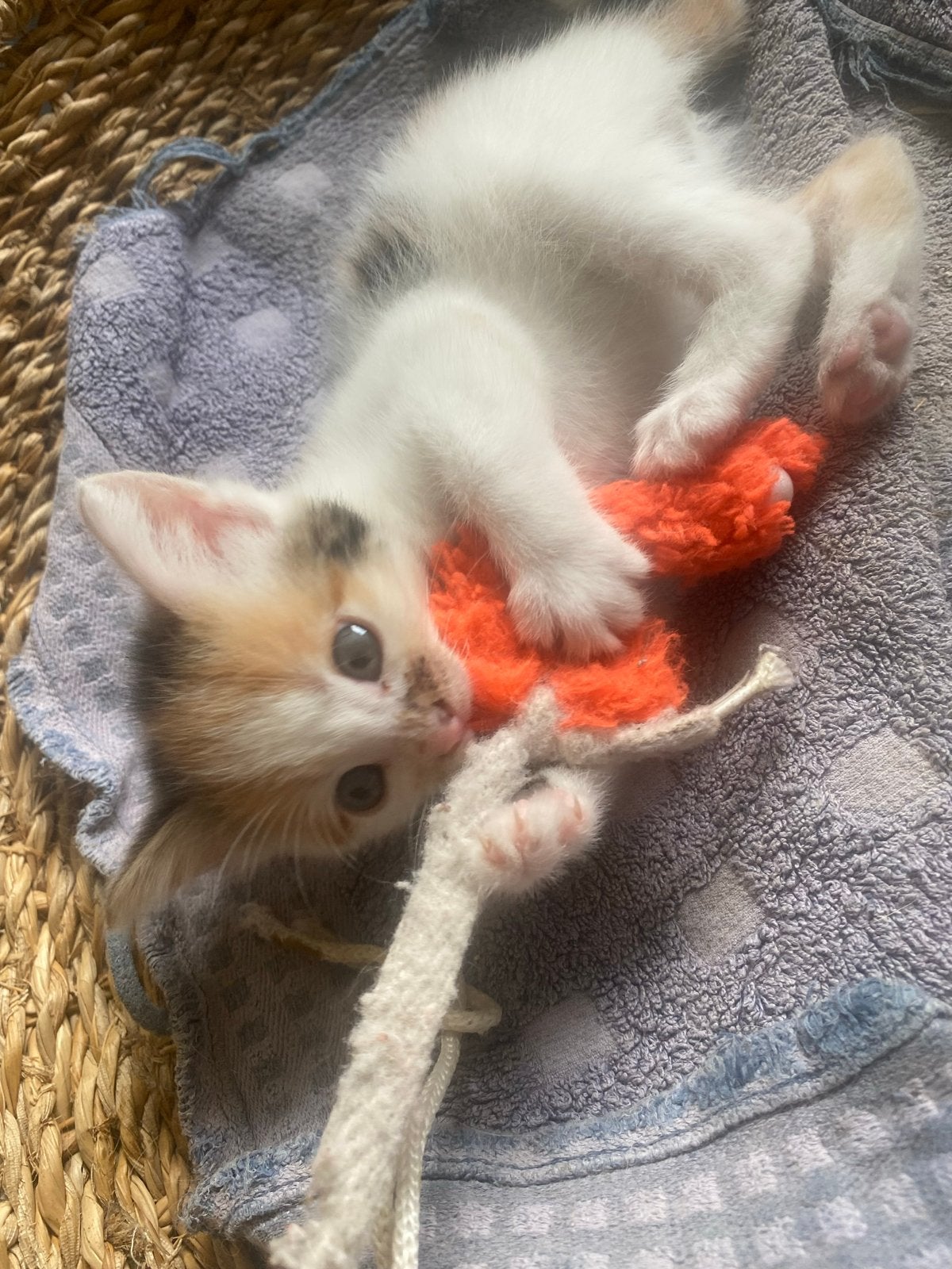 Kitten te koop!, Geslacht onbekend, 0 tot 2 jaar