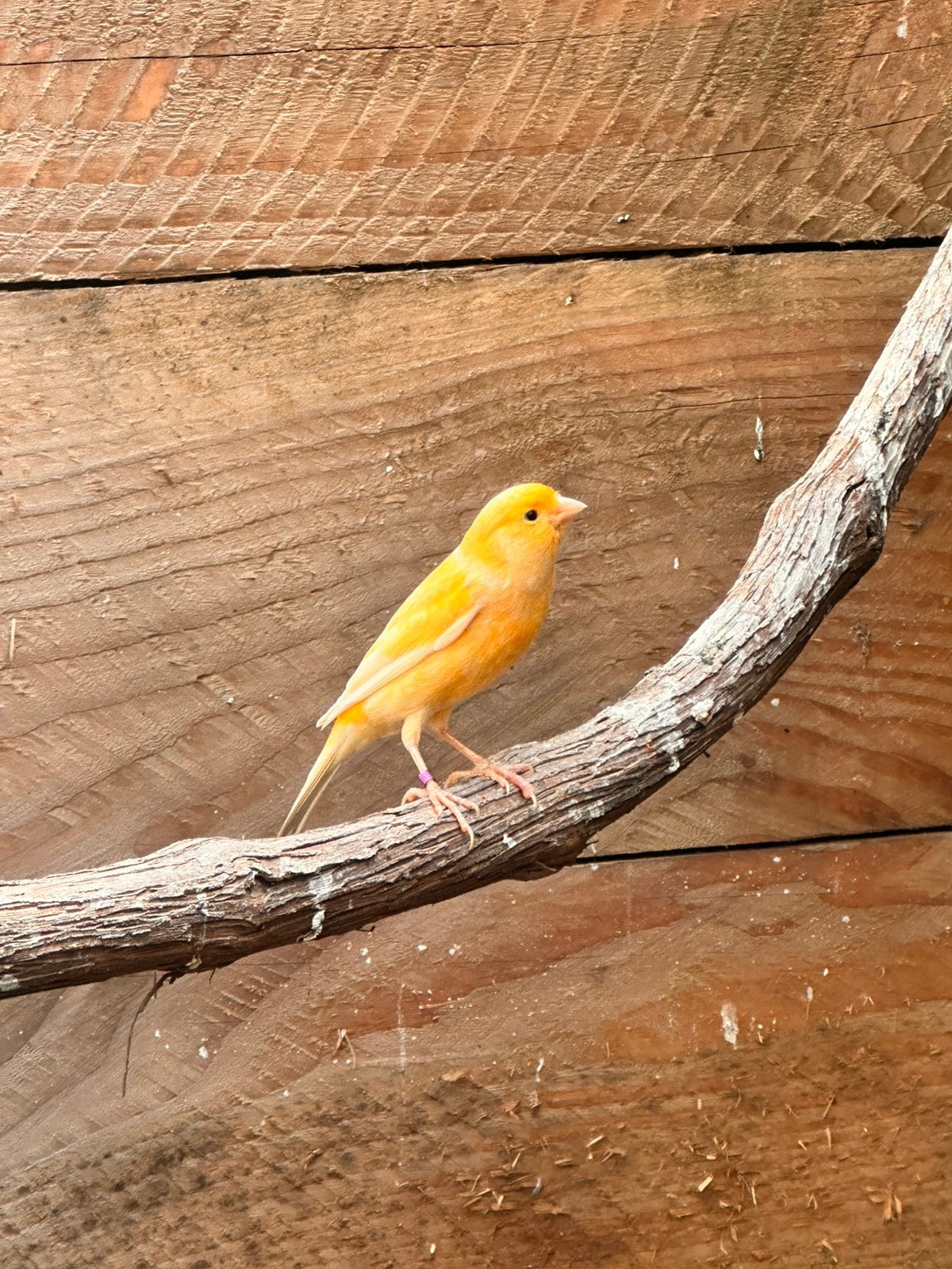 Kanarie koppel, Dieren en Toebehoren, Vogels | Overige Vogels, Meerdere dieren